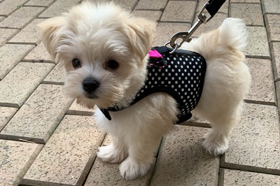 Pretty Paws | Dog Grooming | Phone: 516.410.8787 | Email: PrettyPawsip@yahoo.com