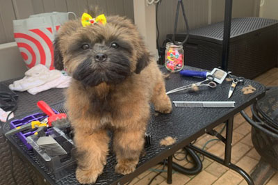 Pretty Paws | Dog Grooming | Phone: 516.410.8787 | Email: PrettyPawsip@yahoo.com