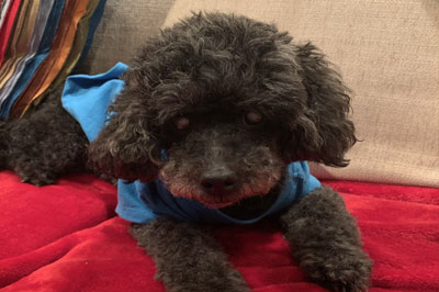 Pretty Paws | Dog Grooming | Phone: 516.410.8787 | Email: PrettyPawsip@yahoo.com