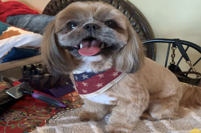 Pretty Paws | Dog Grooming | Phone: 516.410.8787 | Email: PrettyPawsip@yahoo.com