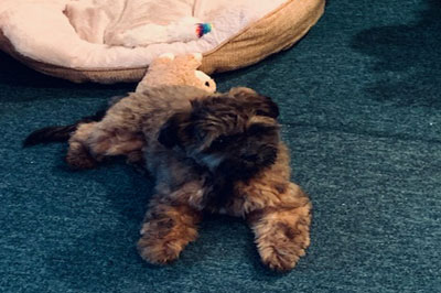 Pretty Paws | Dog Grooming | Phone: 516.410.8787 | Email: PrettyPawsip@yahoo.com