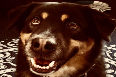 Pretty Paws | Dog Grooming | Phone: 516.410.8787 | Email: PrettyPawsip@yahoo.com