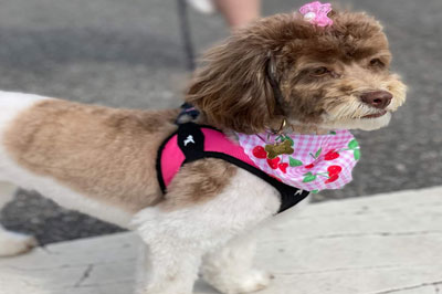 Pretty Paws | Dog Grooming | Phone: 516.410.8787 | Email: PrettyPawsip@yahoo.com