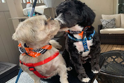 Pretty Paws | Dog Grooming | Phone: 516.410.8787 | Email: PrettyPawsip@yahoo.com