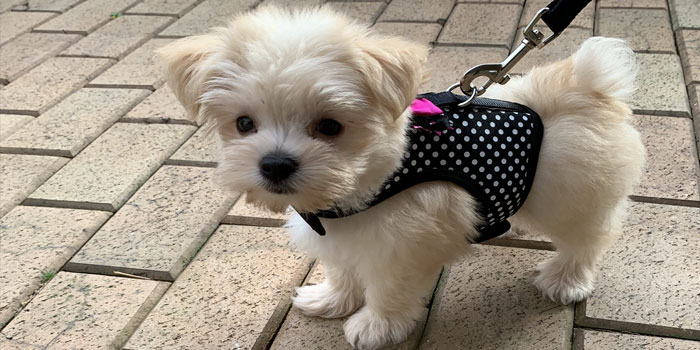 Pretty Paws | Dog Grooming | Phone: 516.410.8787 | Email: PrettyPawsip@yahoo.com