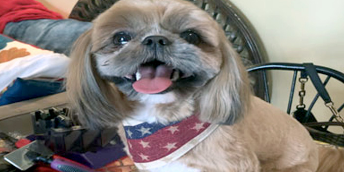 Pretty Paws | Dog Grooming | Phone: 516.410.8787 | Email: PrettyPawsip@yahoo.com