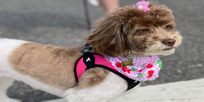 Pretty Paws | Dog Grooming | Phone: 516.410.8787 | Email: PrettyPawsip@yahoo.com