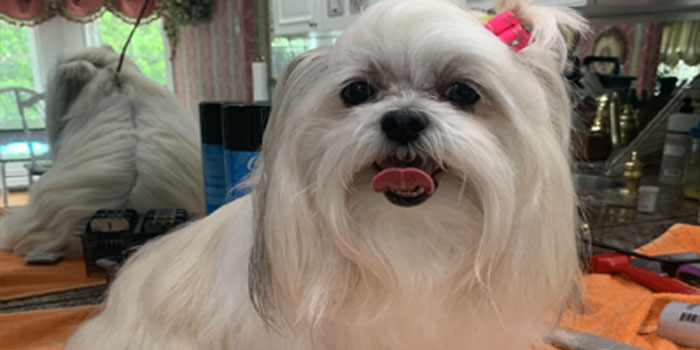 Pretty Paws | Dog Grooming | Phone: 516.410.8787 | Email: PrettyPawsip@yahoo.com