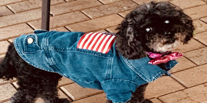 Pretty Paws | Dog Grooming | Phone: 516.410.8787 | Email: PrettyPawsip@yahoo.com