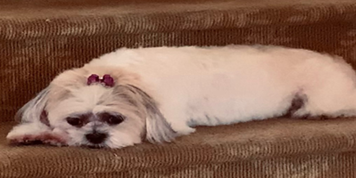 Pretty Paws | Dog Grooming | Phone: 516.410.8787 | Email: PrettyPawsip@yahoo.com