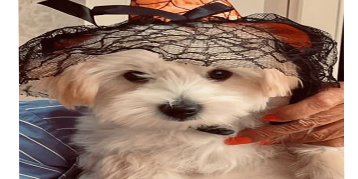 Pretty Paws | Dog Grooming | Phone: 516.410.8787 | Email: PrettyPawsip@yahoo.com